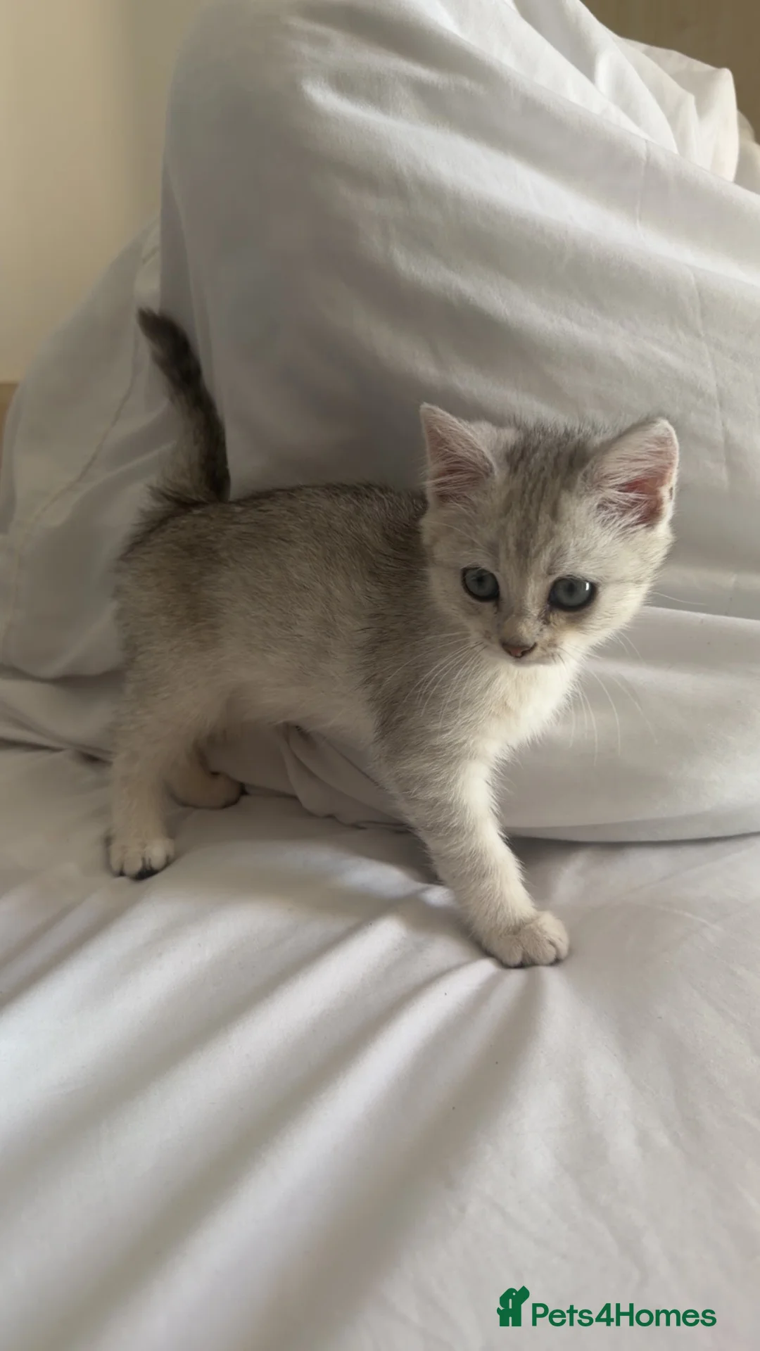 British Longhair cats for sale: Mixed British Long Hair - Advert 5