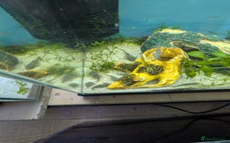 Bettas fish for sale: Tropical fish,betta samurai,angels,kribs,bn plecos - Image 12