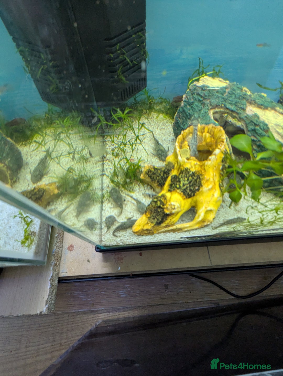 Bettas fish for sale: Tropical fish,betta samurai,angels,kribs,bn plecos - Image 12