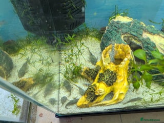 Bettas fish - Advert 2