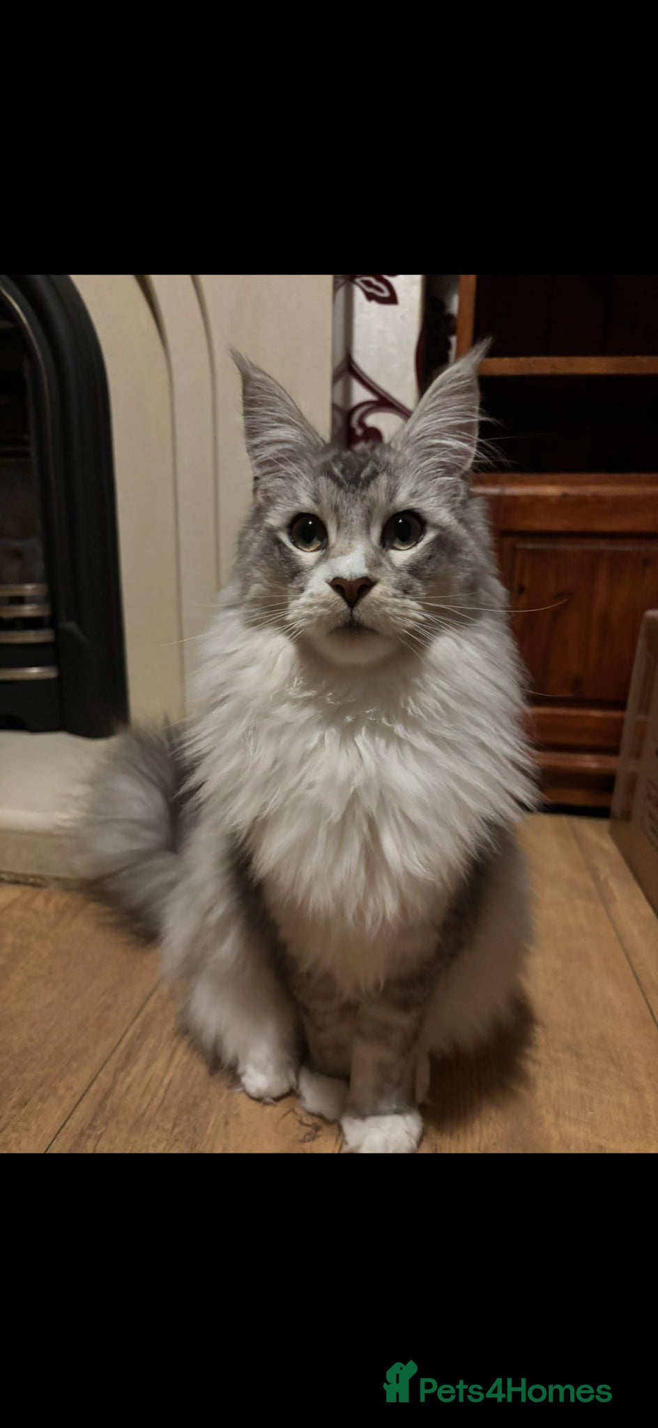 Maine Coon cats TICA Registered Maine Coon - Male  - Advert 6