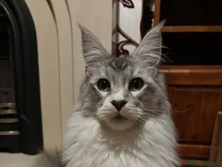 Maine Coon cats TICA Registered Maine Coon - Male - Advert 6