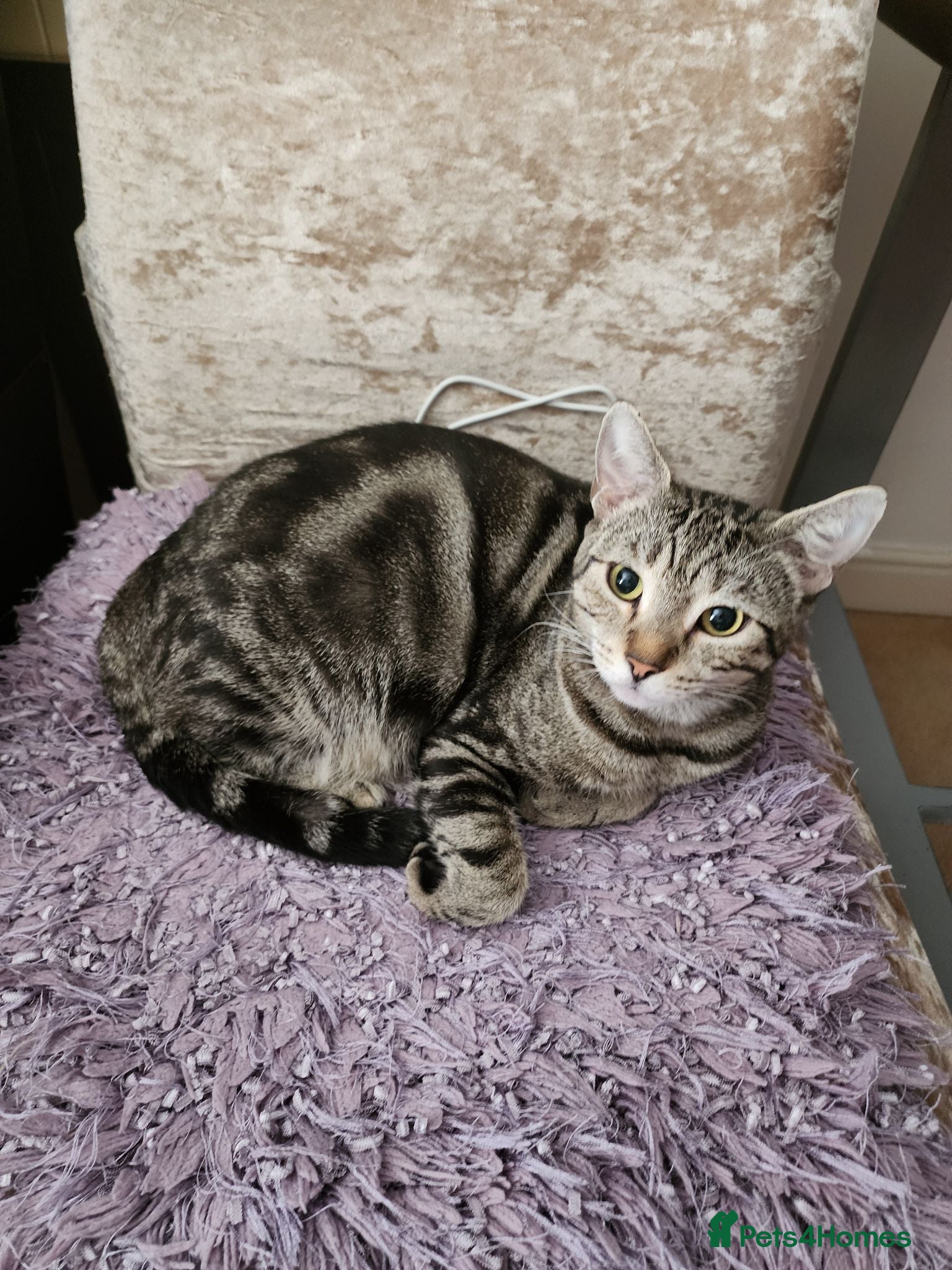 Mixed Breed cats Two adorable female tabby kittens for sale - Advert 2
