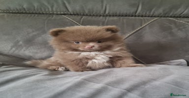 Pomeranian dogs - Advert 6