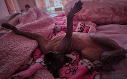 Sphynx cats for sale: Gorgeous girl - Image 9