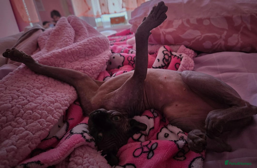 Sphynx cats for sale: Gorgeous girl - Image 9