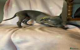 Whippet dogs for sale: Blue whippet puppies for sale - Image 15