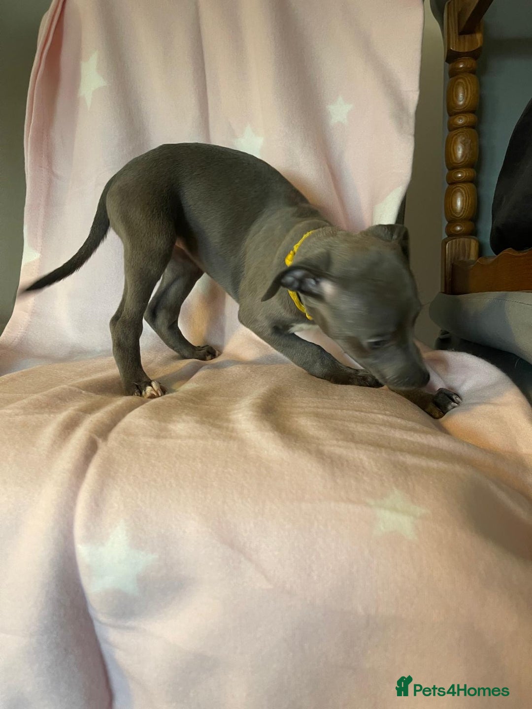 Whippet dogs for sale: Blue whippet puppies for sale - Image 15
