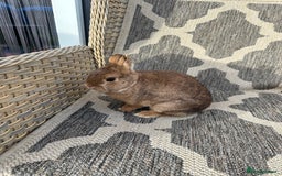 Netherland Dwarf rabbits for sale: Adult Netherlands dwarf doe. - Image 11
