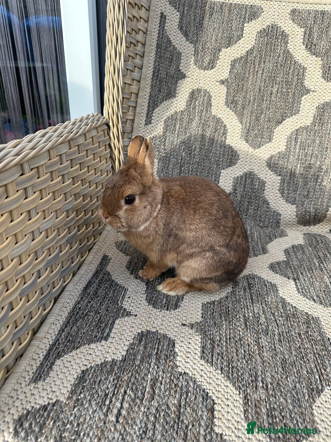 Netherland Dwarf rabbits for sale: Adult Netherlands dwarf doe. - Image 11