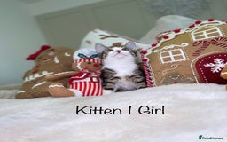 Mixed Breed cats for sale: Beautiful kittens 8 weeks old  - Advert 4