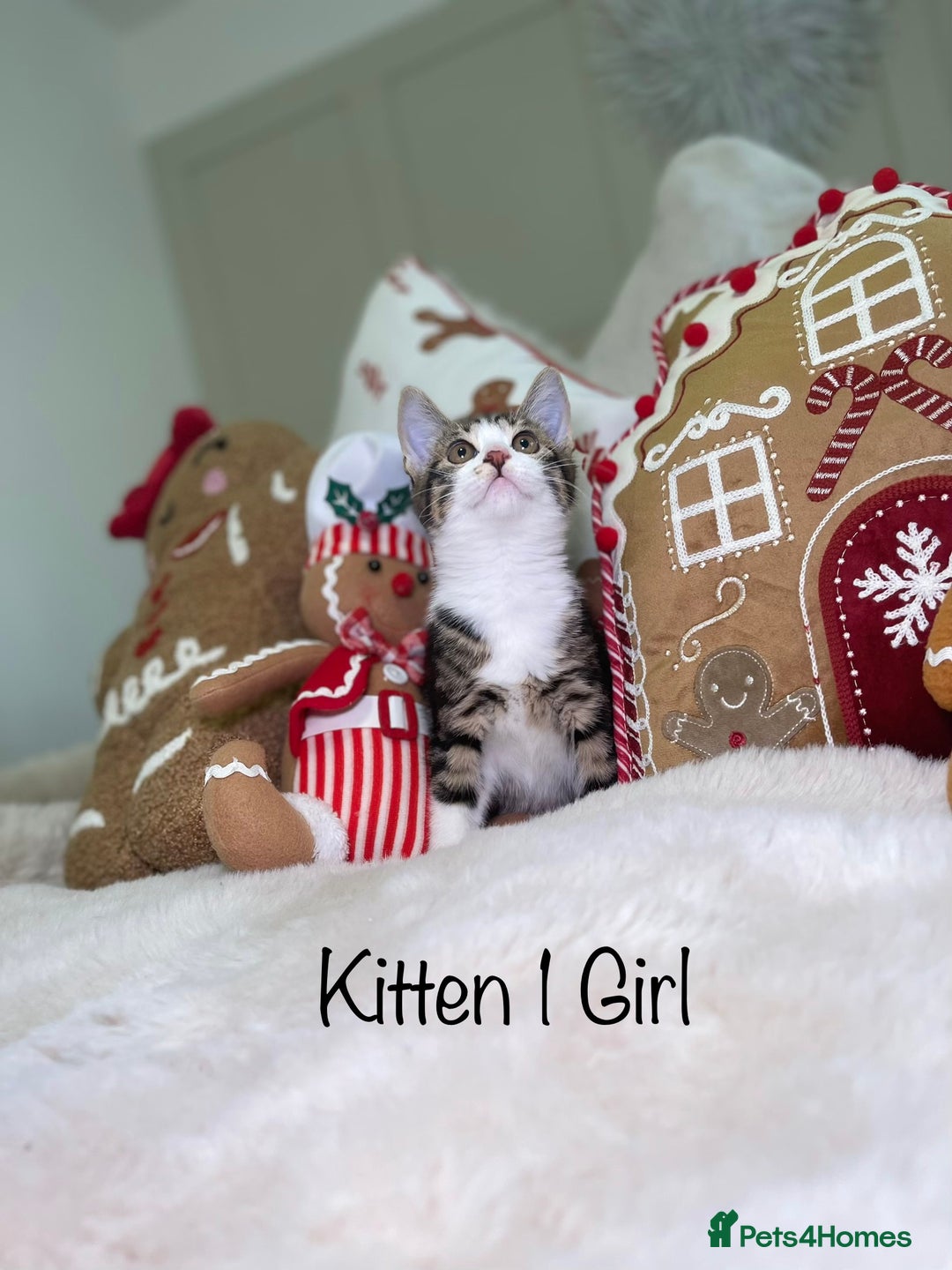 Mixed Breed cats for sale: Beautiful kittens 8 weeks old  - Advert 4