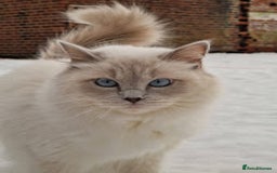 Ragdoll cats for sale: Beautiful Lilac Mitted Ragdoll Queen - Image 1