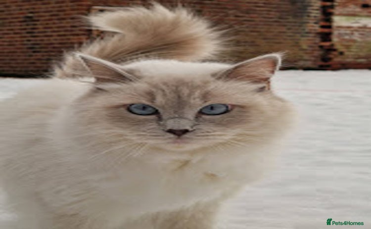 Ragdoll cats - Advert 2