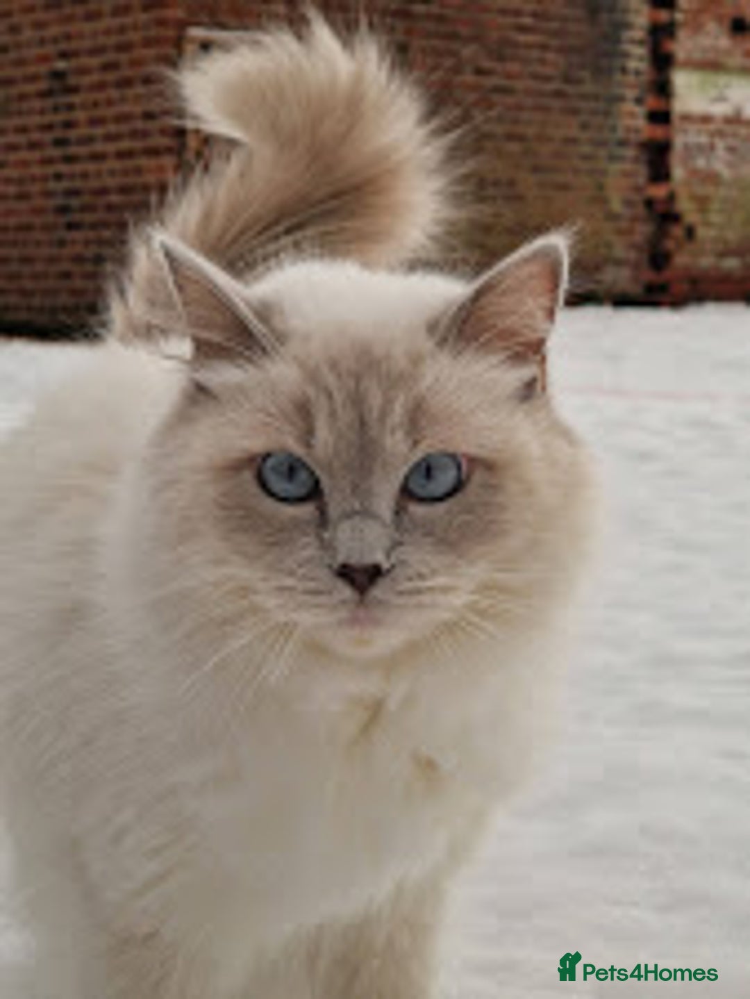 Ragdoll cats for sale: Beautiful Lilac Mitted Ragdoll Queen - Image 1