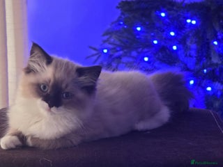 Ragdoll cats Last adorable Ragdoll girl - Advert 14