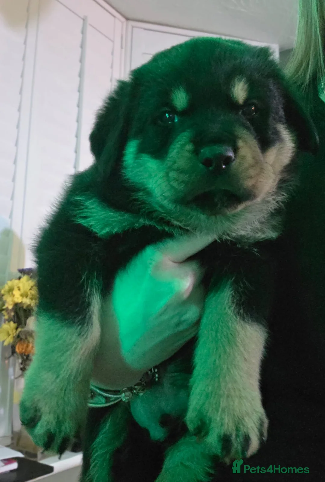 Rottweiler dogs for sale: Stunning chunky Rottweiler puppies  - Advert 15