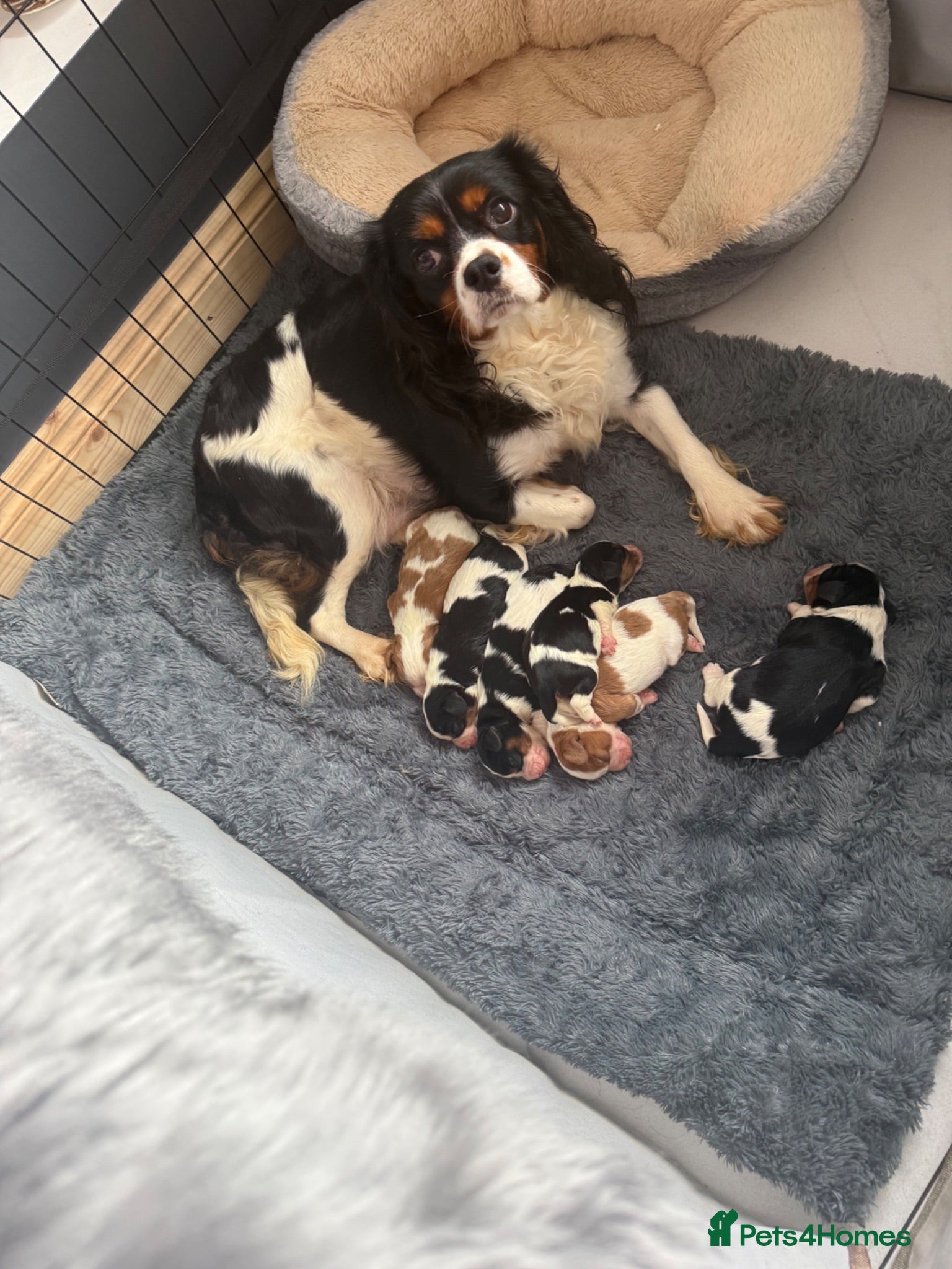 Cavalier King Charles Spaniel dogs 🐶Kc cavalier dna clear puppies 🐶 - Advert 1