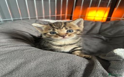 Mixed Breed cats for sale: 🥰 Beautiful kittens 🥰 - Image 9