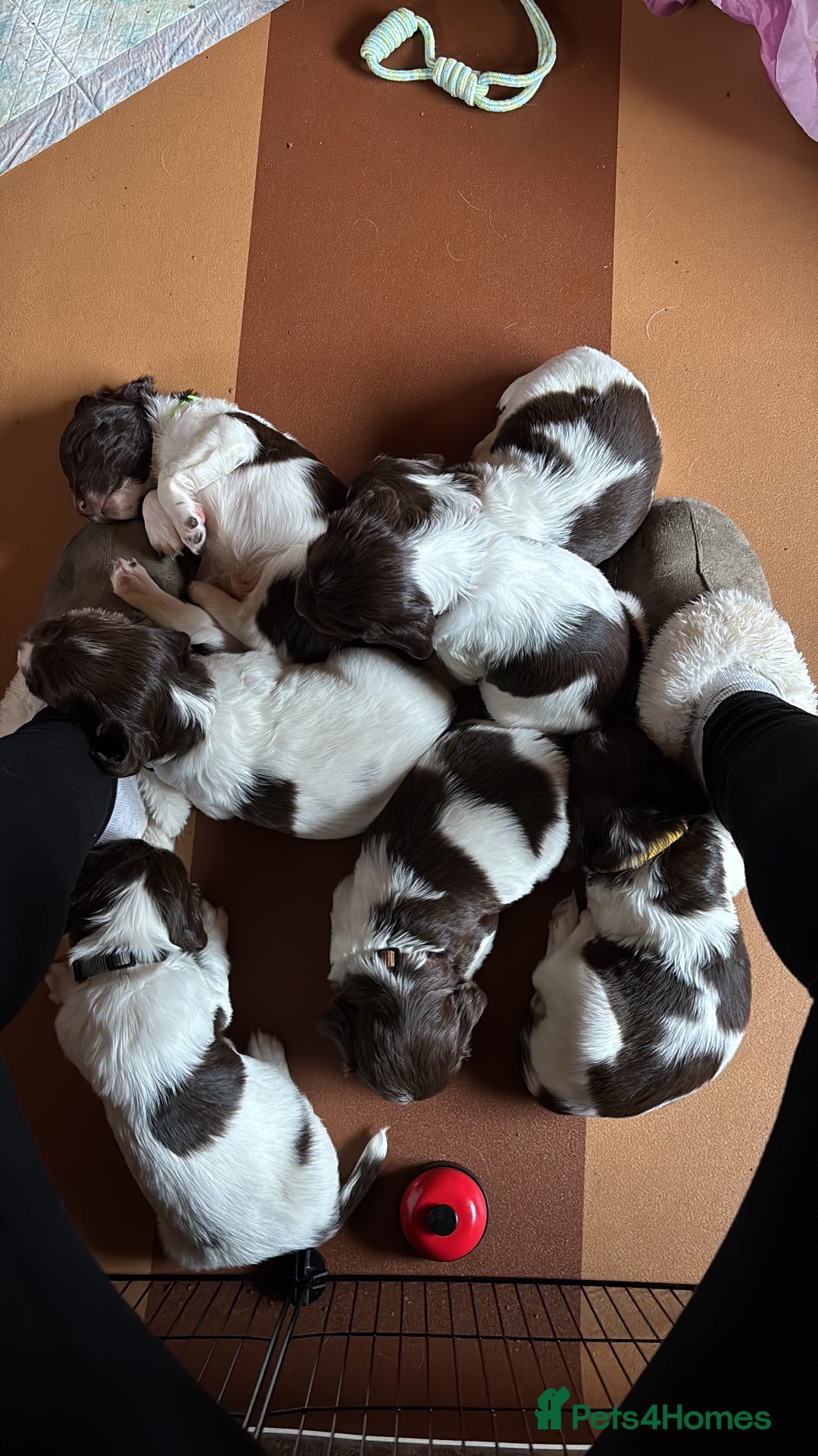 English Springer Spaniel dogs for sale: Sired by Brocklinton Bertie FTCH, docked - Image 5