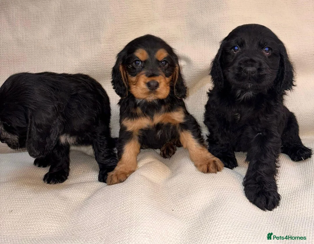 Cocker Spaniel dogs for sale: Cocker Spaniel Puppies - Advert 11