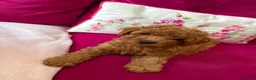 Toy Poodle dogs for sale: Toy poodle  in Blackpool - Advert 7