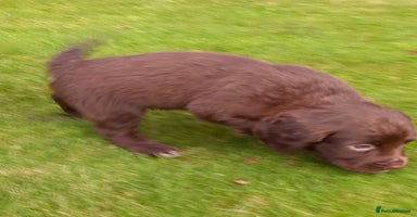 Sprocker dogs - Advert 3