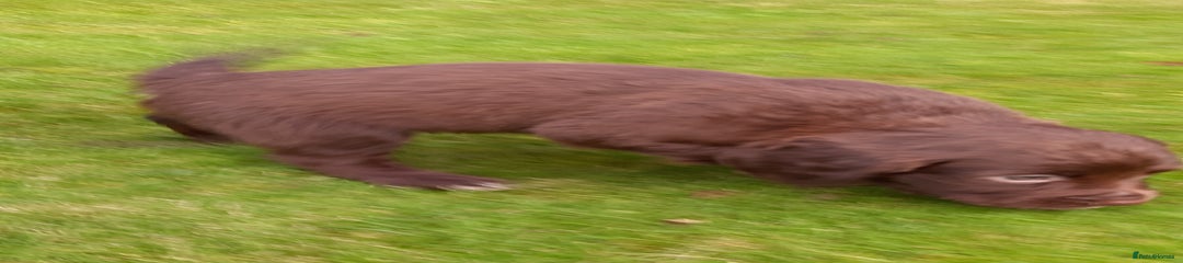 Sprocker Puppy 1