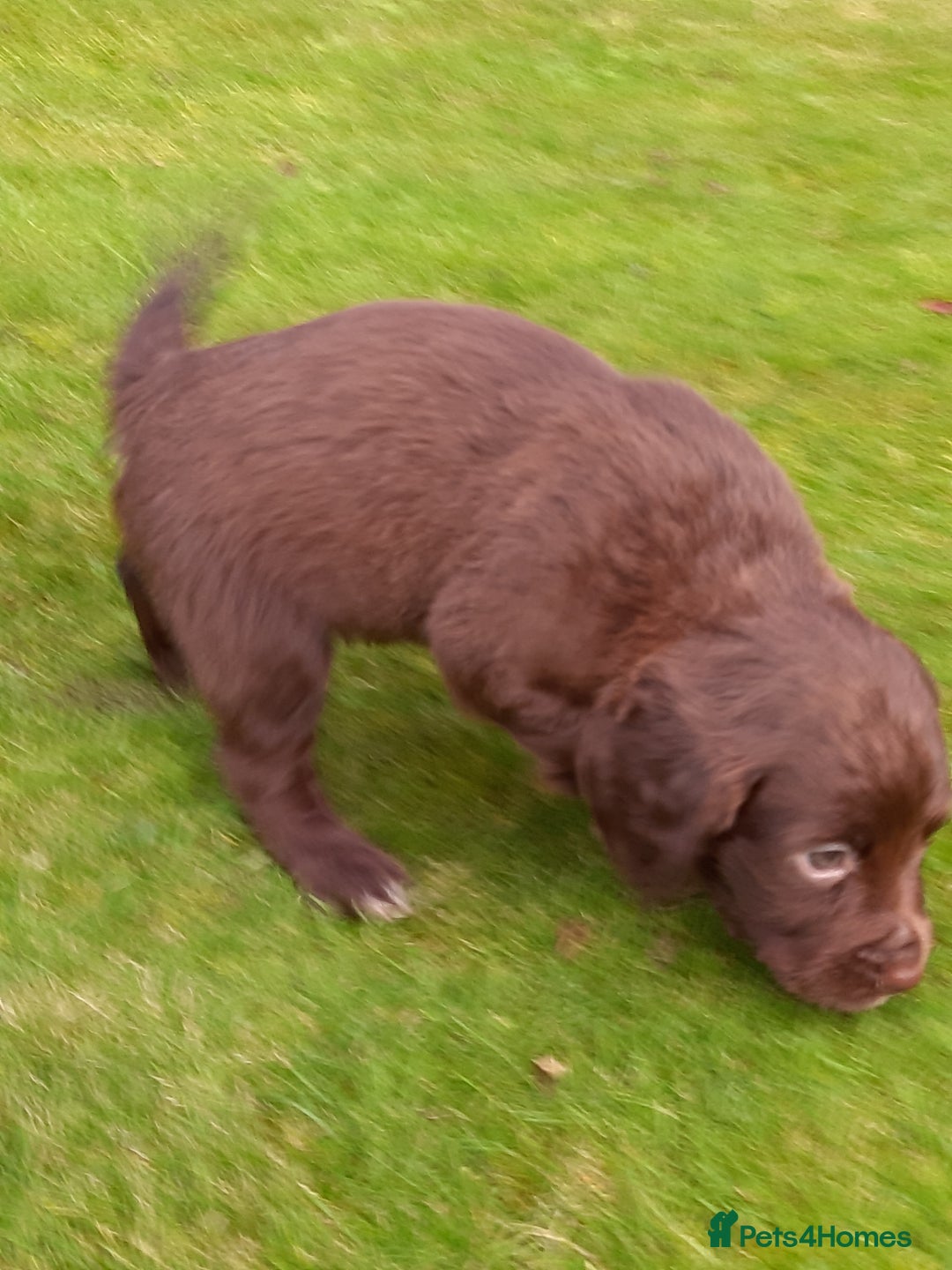 Sprocker dogs for sale: Stunning Sprocker Spaniel puppies  - Image 2
