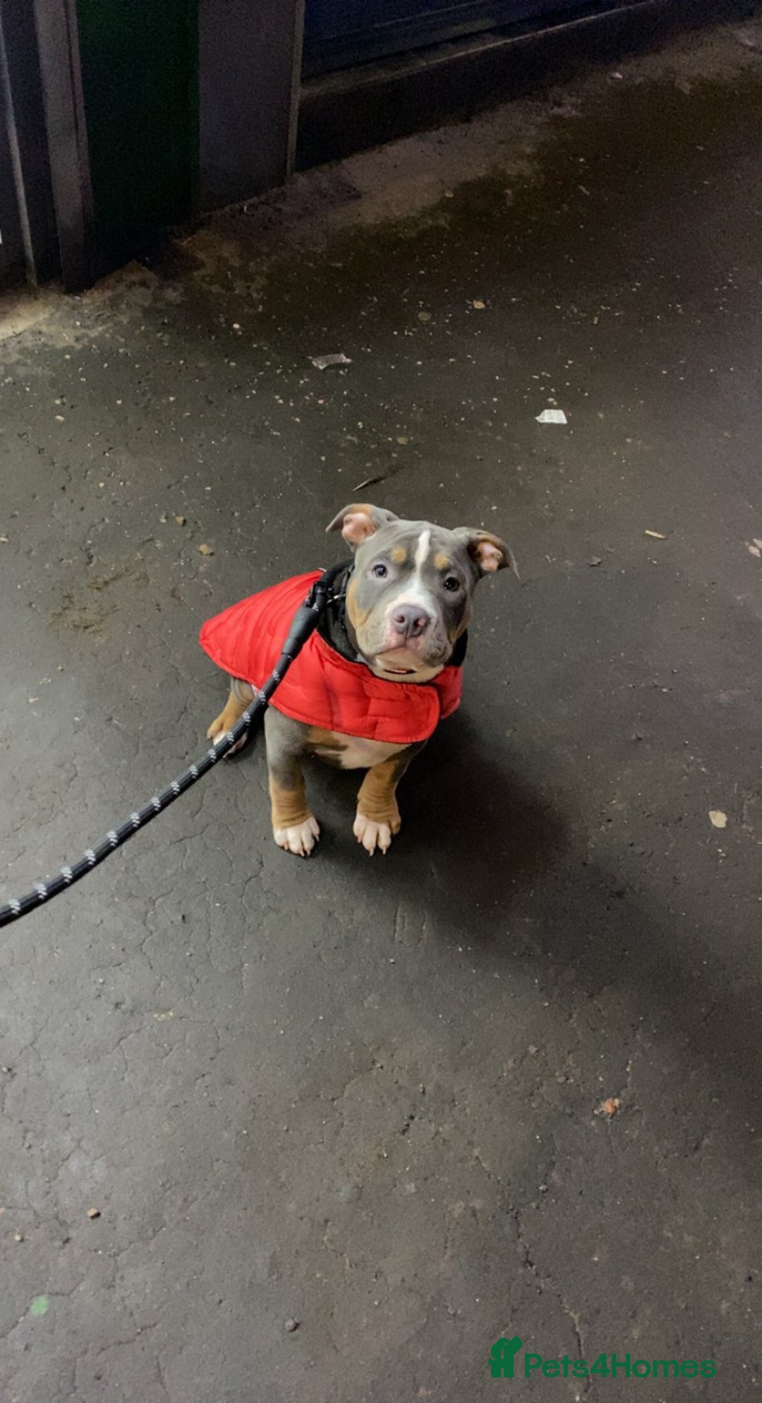 American Bully dogs for stud: Pocket bully for stud - Advert 11