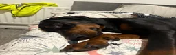Dobermann dogs for sale: Judge - Advert 4