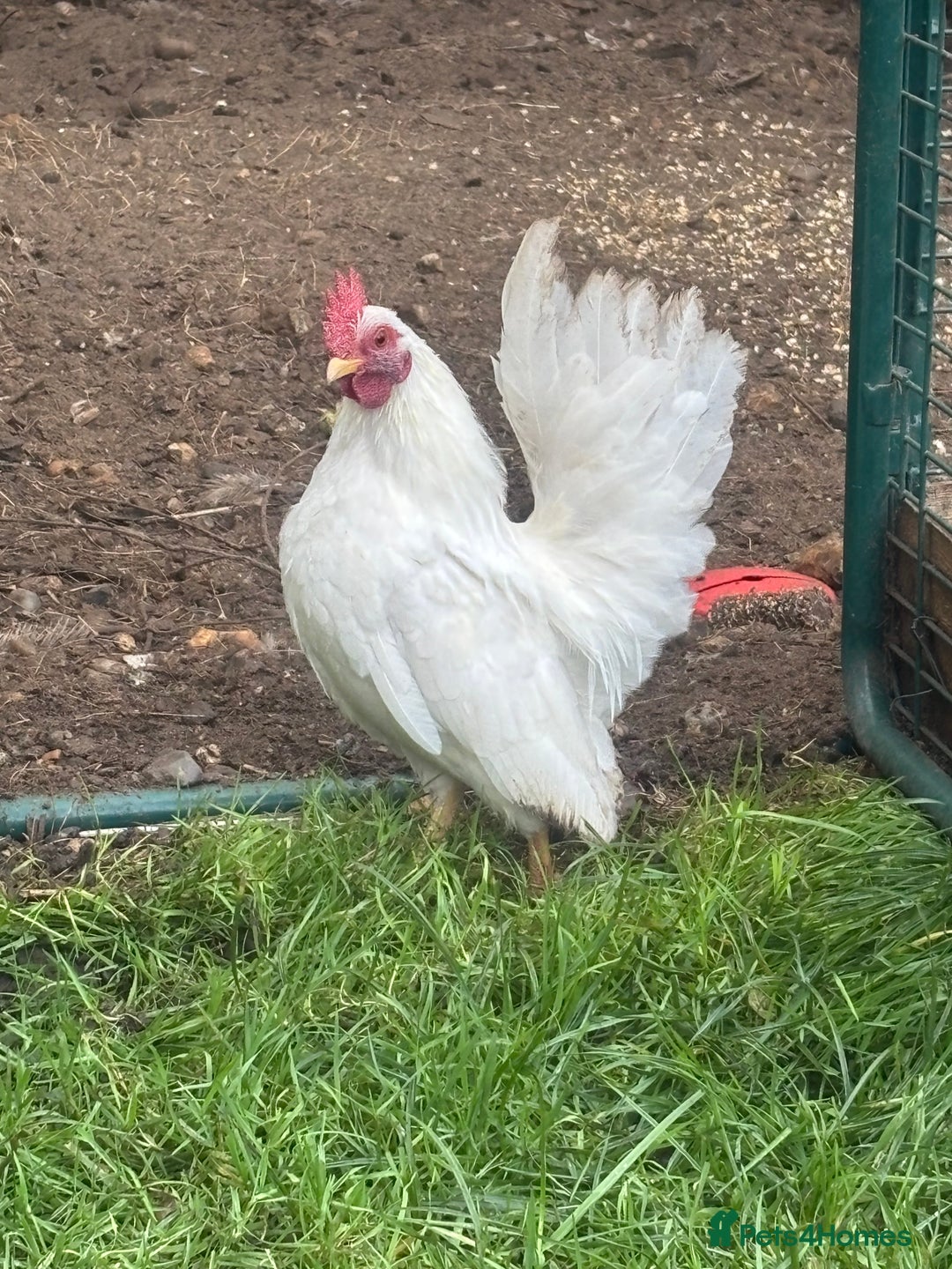 Chickens poultry for sale: Serama cockerels  - Advert 3