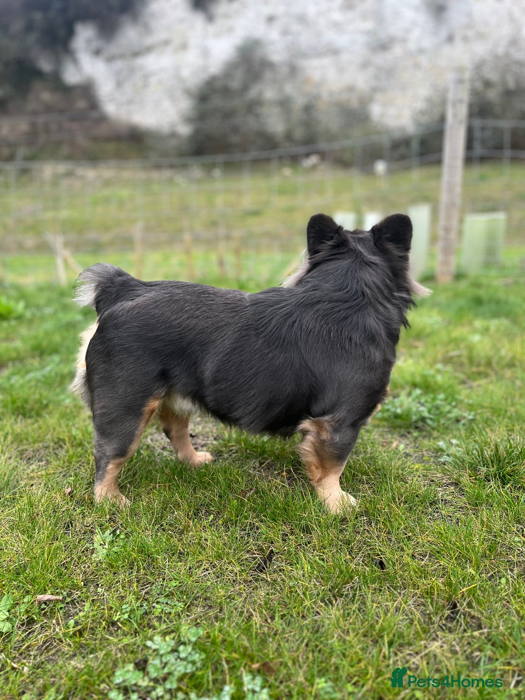 French Bulldog dogs for stud: Blue Fluffy French Bulldog  - Advert 5