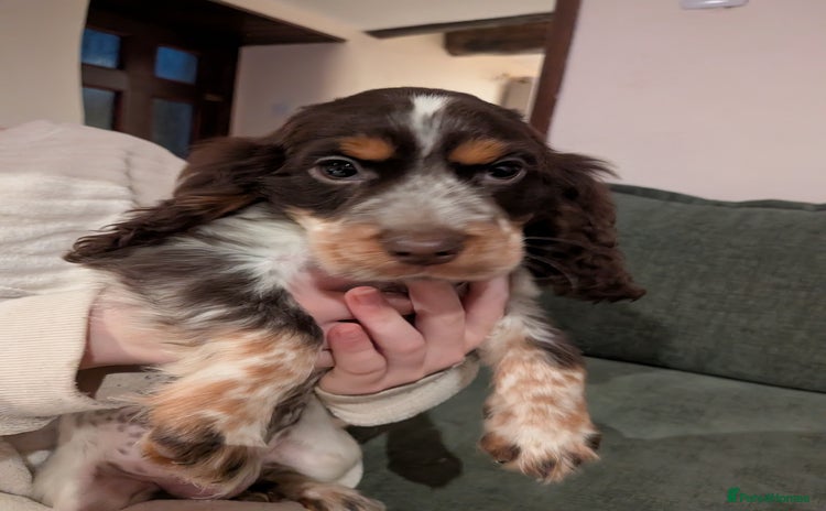 Cocker Spaniel dogs - Advert 9