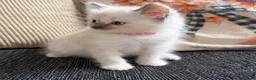 Ragdoll cats for sale: 2 ragdoll kittens.  One male and one female.  - Advert 6