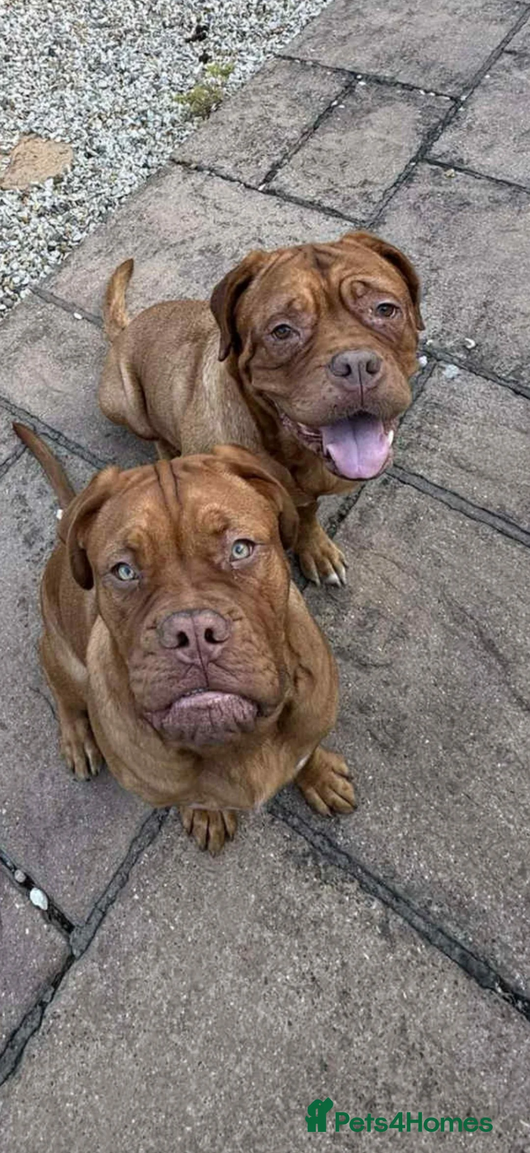 Dogue De Bordeaux dogs for stud: Bronson  in Malvern - Advert 2