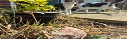 Mixed Breed cats for sale: Marielle - Advert 5