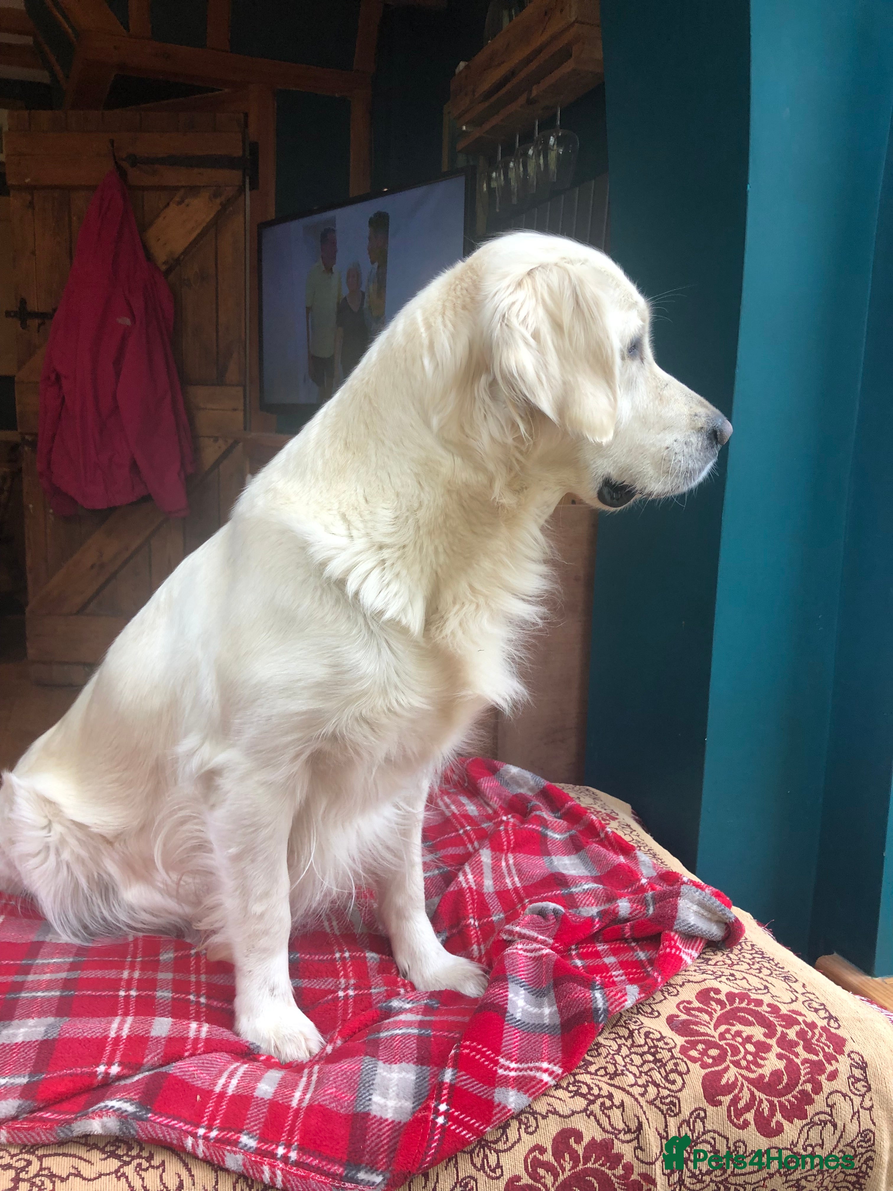 Golden Retriever dogs Beautiful Goldies - Advert 7