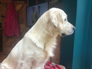 Golden Retriever dogs Beautiful Goldies - Advert 3