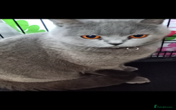 British Shorthair cats for sale: Female British short hair for sale - Image 5