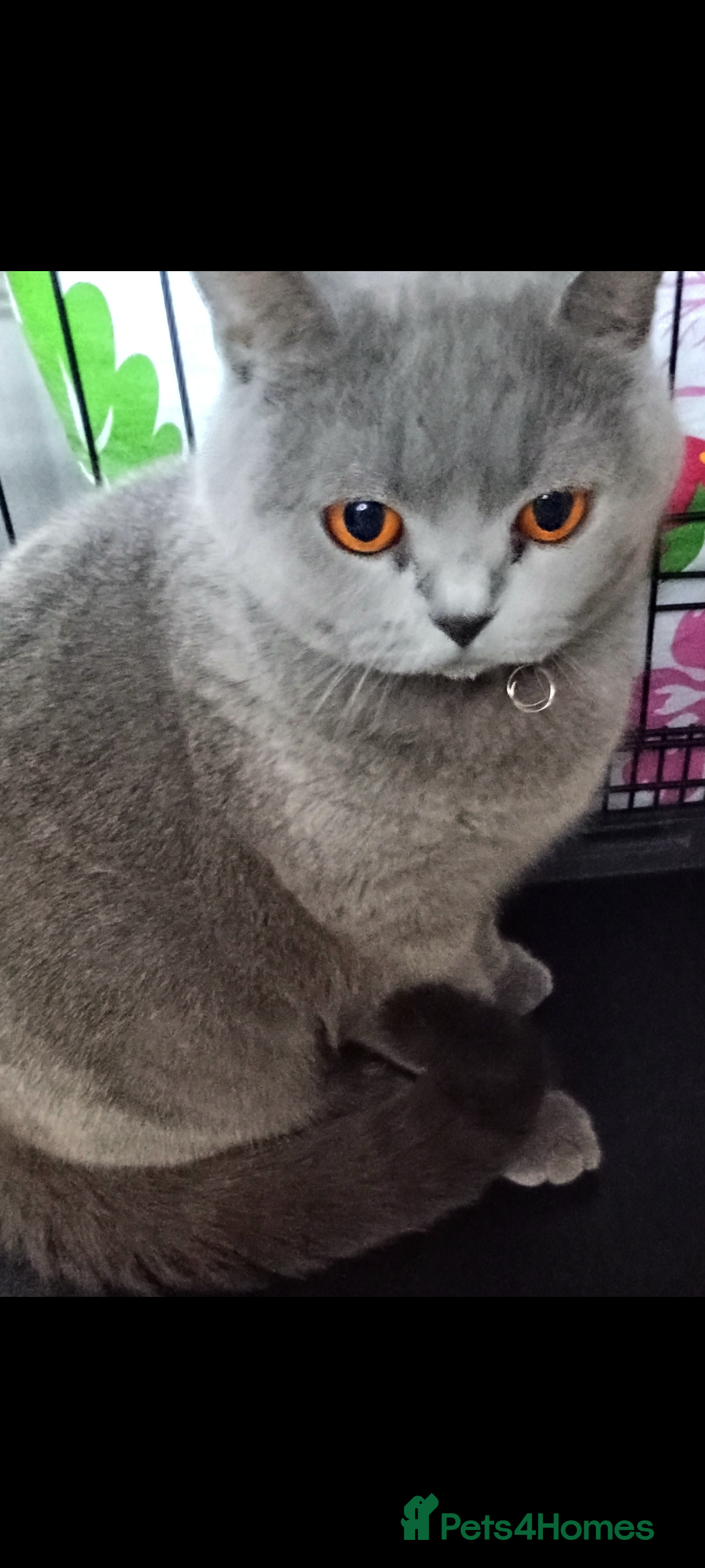British Shorthair cats for sale: Female British short hair for sale - Image 5