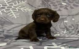 Cocker Spaniel dogs for sale: Beautiful puppy’s  - Image 8