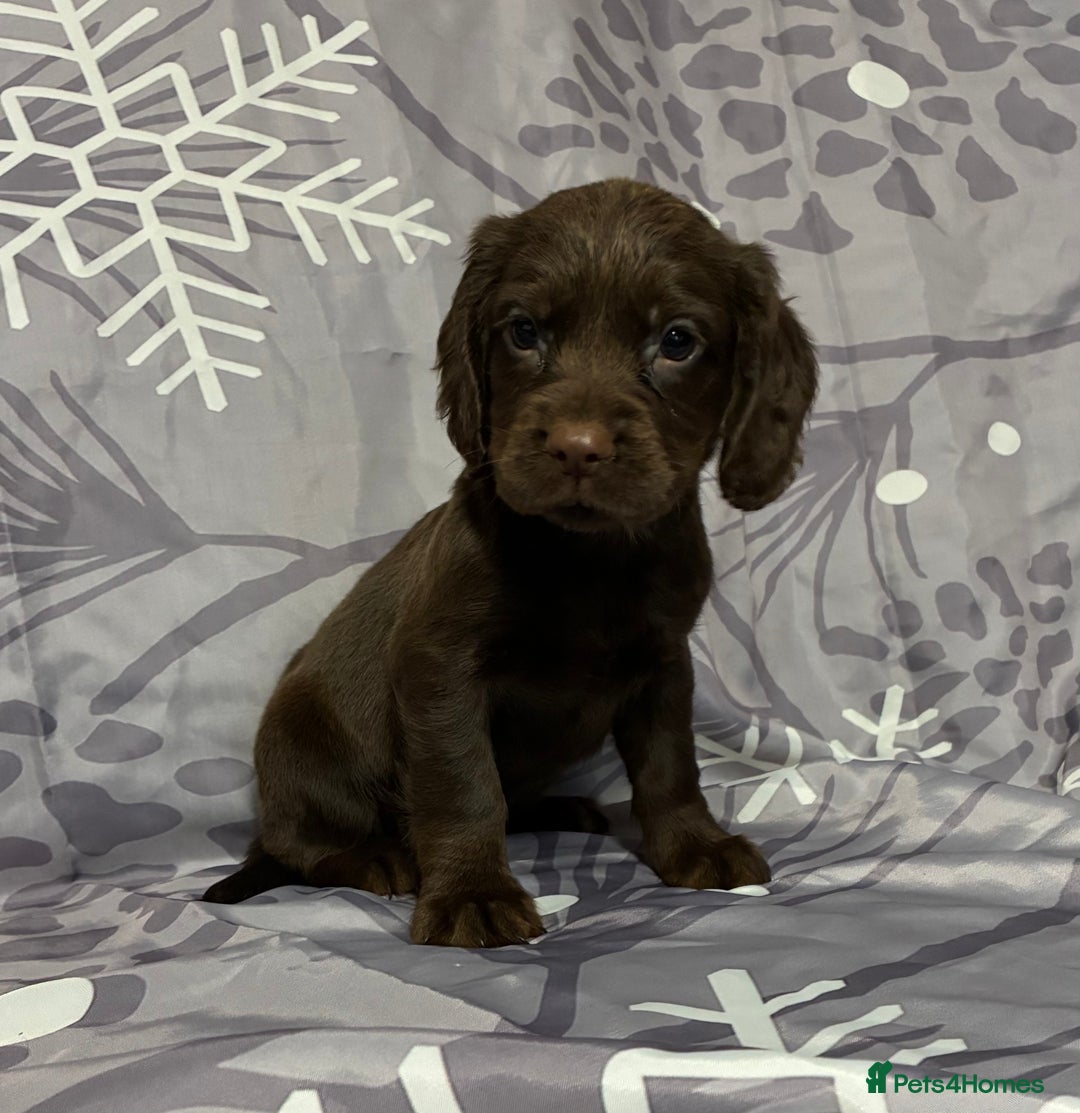 Cocker Spaniel dogs for sale: Beautiful puppy’s  - Image 8