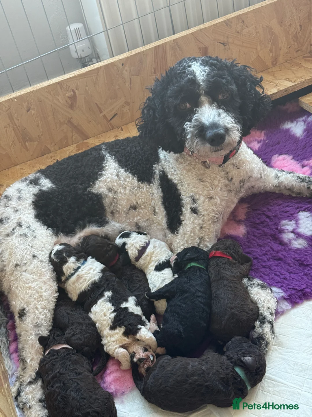 Mixed Breed dogs for sale: Spanish water dog/miniature poodle  in Manchester - Advert 1