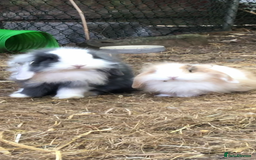 Mini Lion Lop rabbits for sale: Unique Bunnies  - Image 3