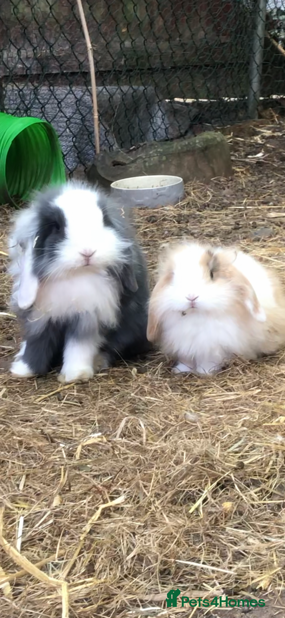 Mini Lion Lop rabbits for sale: Unique Bunnies  - Image 3