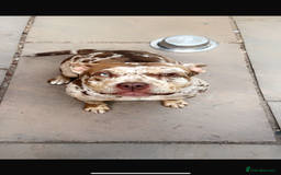 American Bully dogs for sale: Pocket bully looking for a new home 🐾  - Image 1