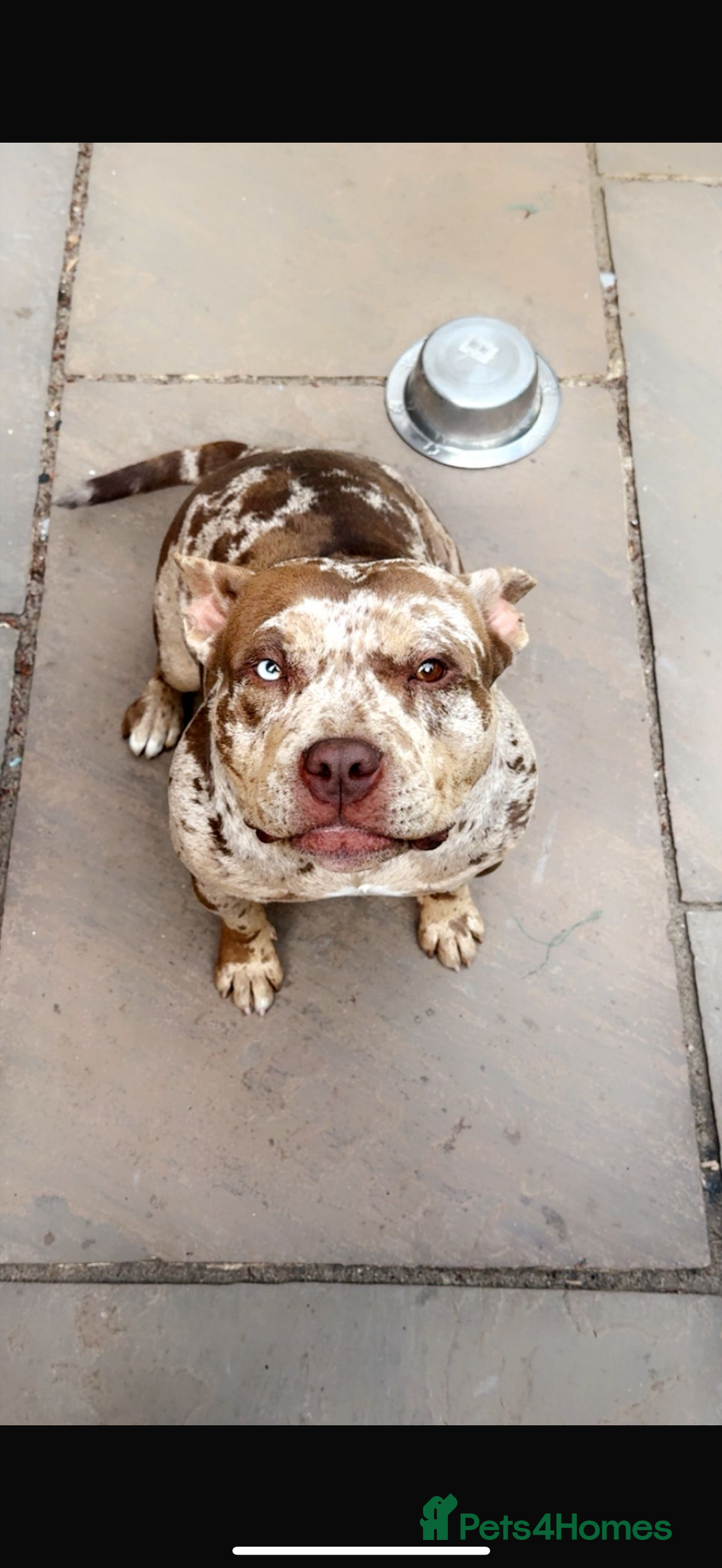 American Bully dogs for sale: Pocket bully looking for a new home 🐾  - Image 1
