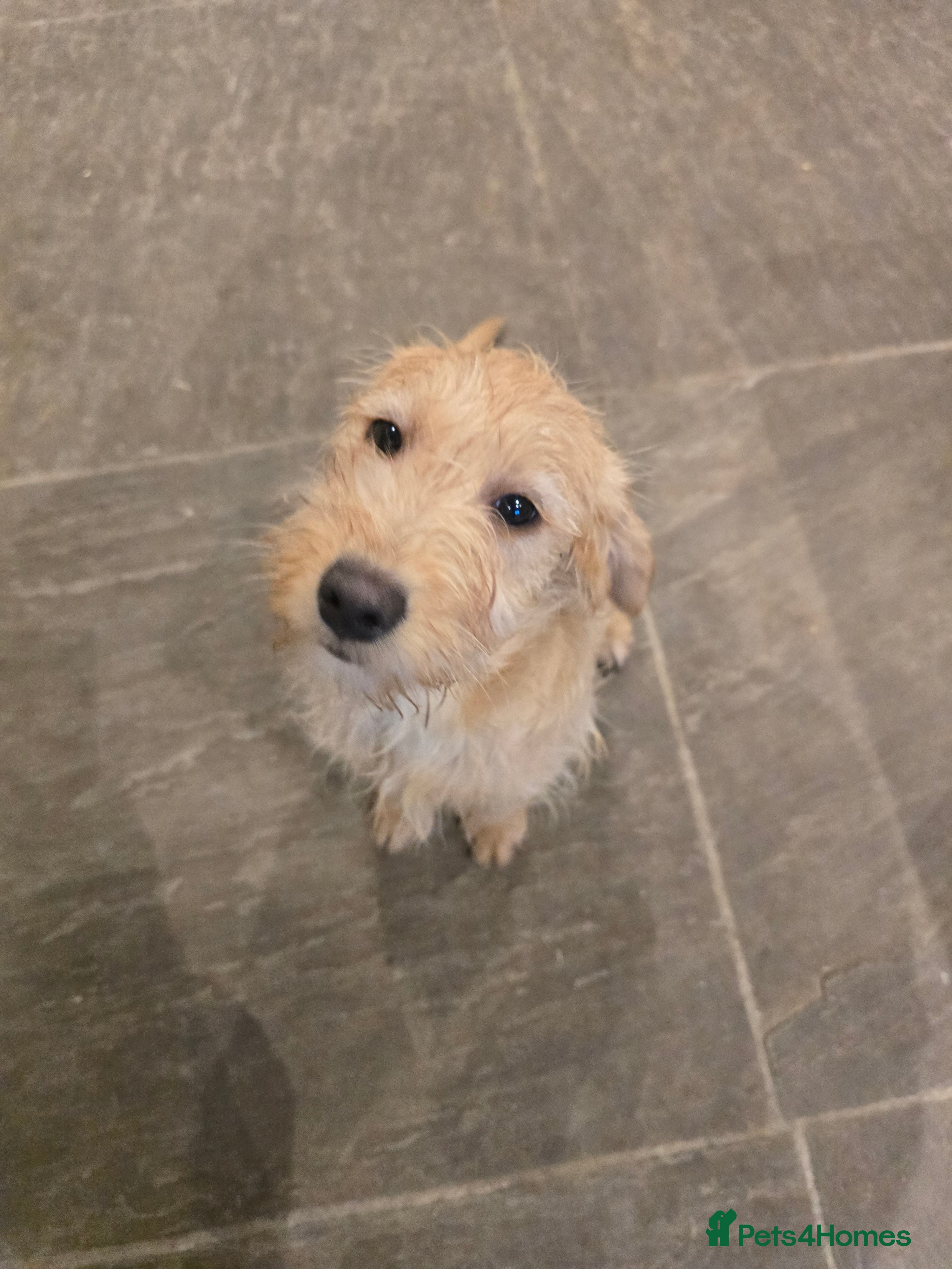 Labradoodle dogs Labradoodle female - Advert 3