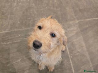 Labradoodle dogs Labradoodle female - Advert 3